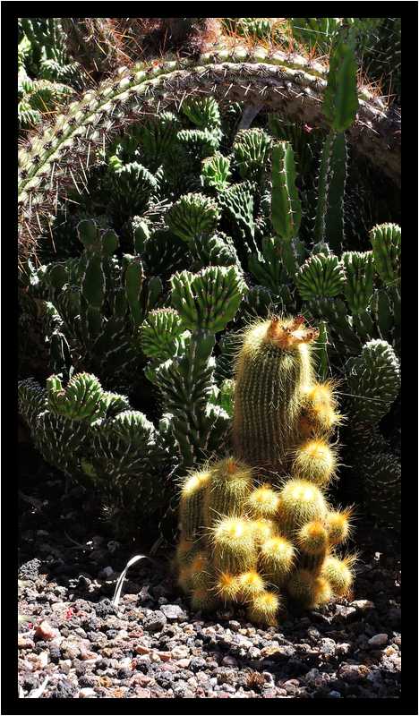 [PalmexCactus15_09-Vegetal-moyen.jpg]