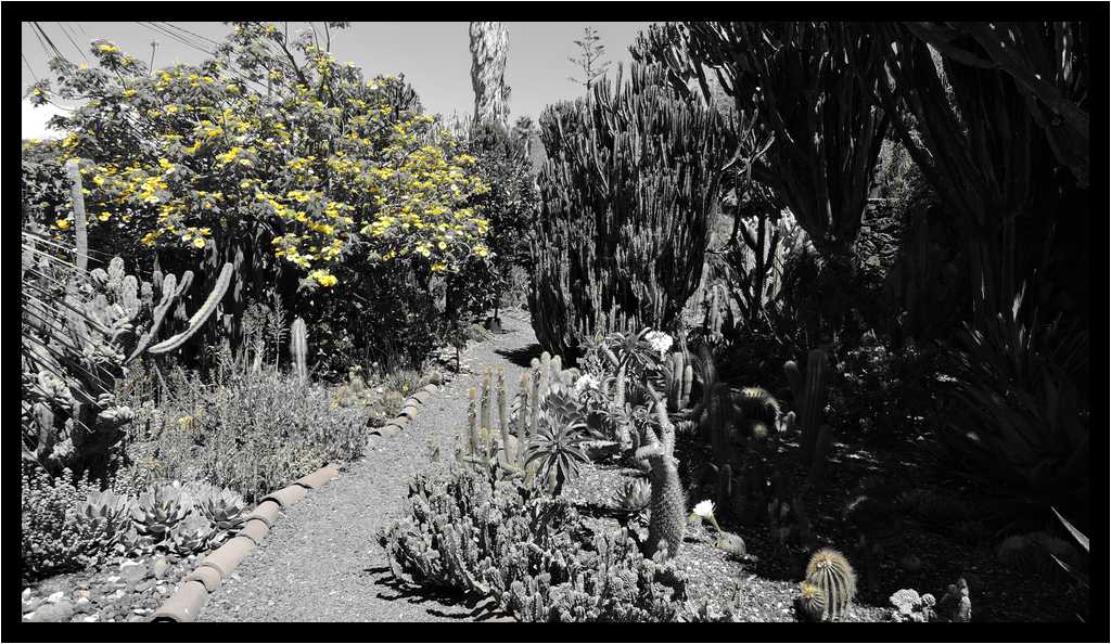 [PalmexCactus15_21-Vegetal-NBJaune-moyen.jpg]