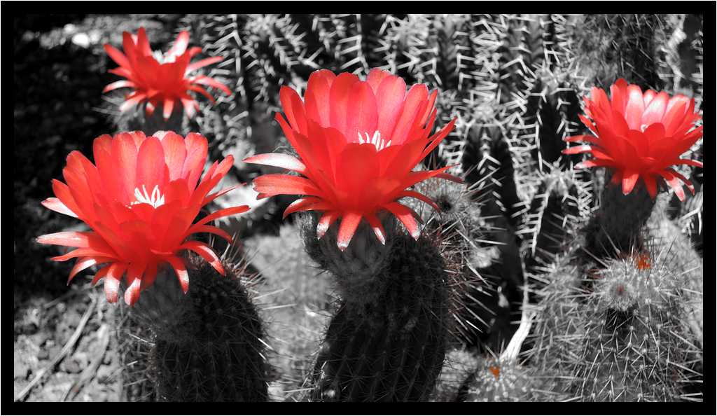 [PalmexCactus15_31-Vegetal-Transparence-Macro-NBRouge-moyen.jpg]
