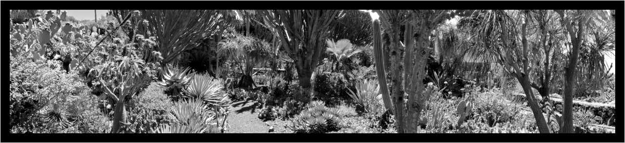 [PalmexCactus15_34-Vegetal-Pano-NB-moyen.jpg]