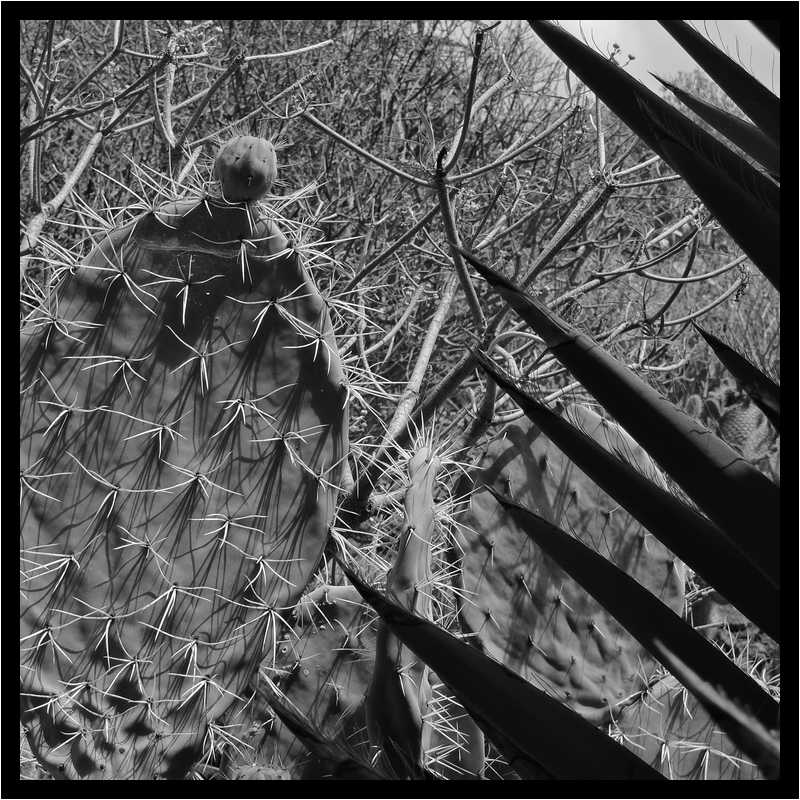 [PalmexCactus15_45-Vegetal-NB-moyen.jpg]