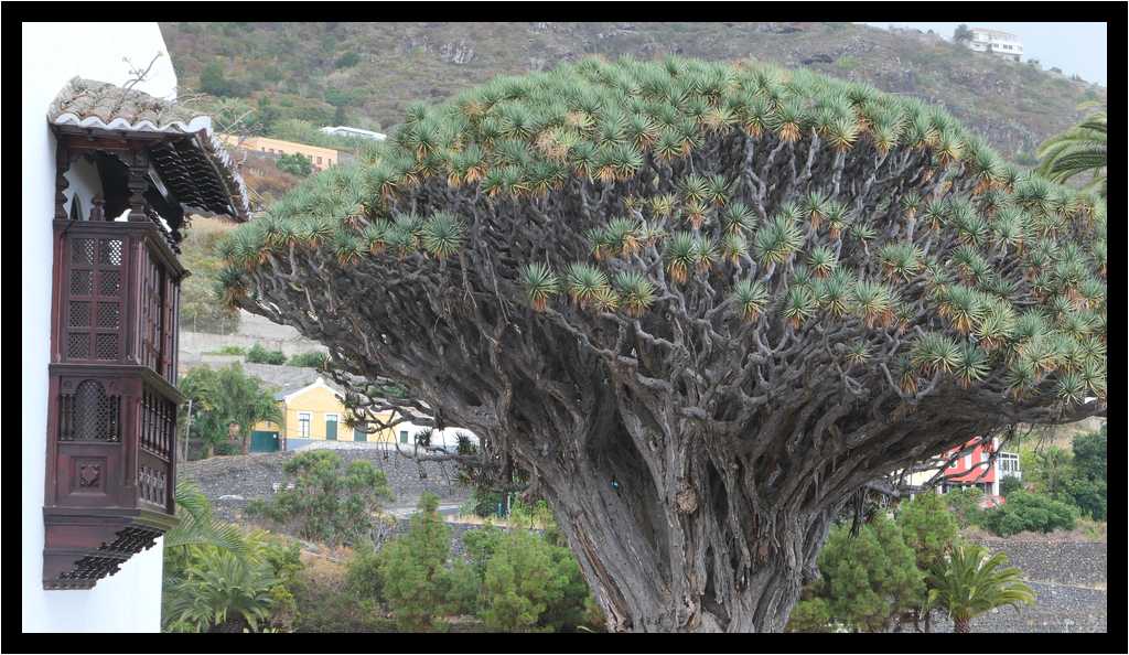 [ParqueDelDrago18_03-Vegetal-Balcon-moyen.jpg]