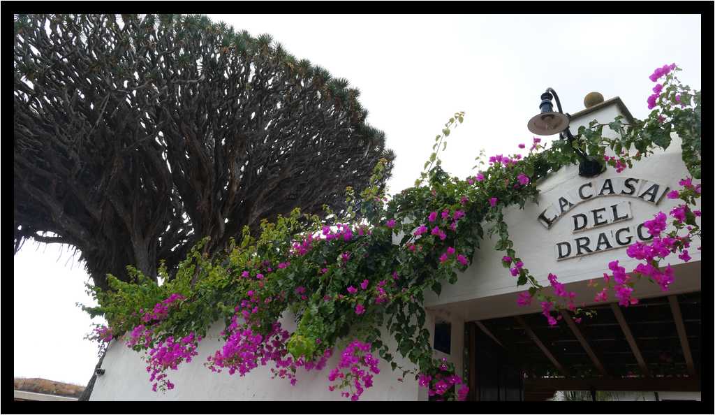 [ParqueDelDrago18_21-Vegetal-moyen.jpg]