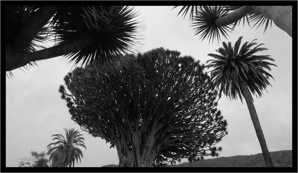 [ParqueDelDrago18_34-Vegetal-NB-moyen.jpg]