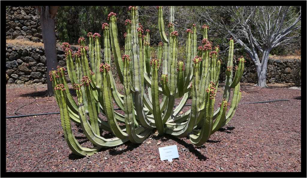 [PyramidesDeGuimar18_01-Vegetal-moyen.jpg]