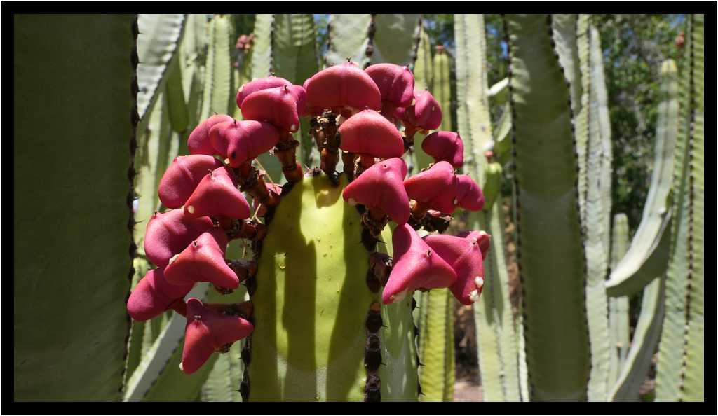 [PyramidesDeGuimar18_03-Vegetal-Macro-moyen.jpg]