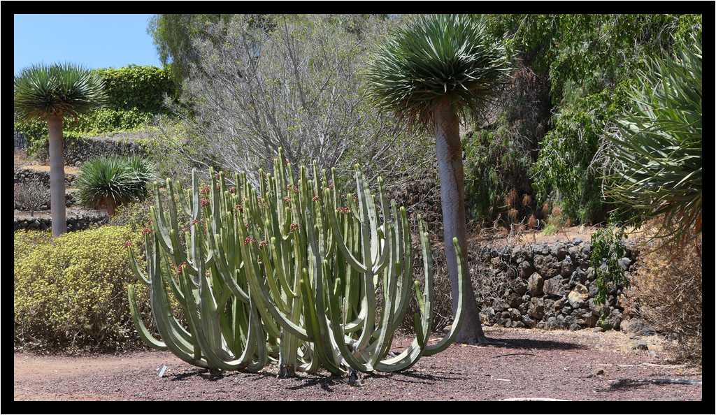 [PyramidesDeGuimar18_06-Vegetal-moyen.jpg]