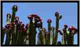 [PyramidesDeGuimar18_13-Vegetal-Macro-vignette.jpg]