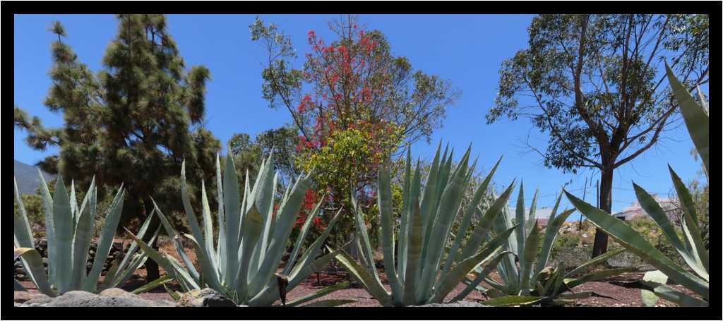 [PyramidesDeGuimar18_20-Vegetal-Pano-moyen.jpg]