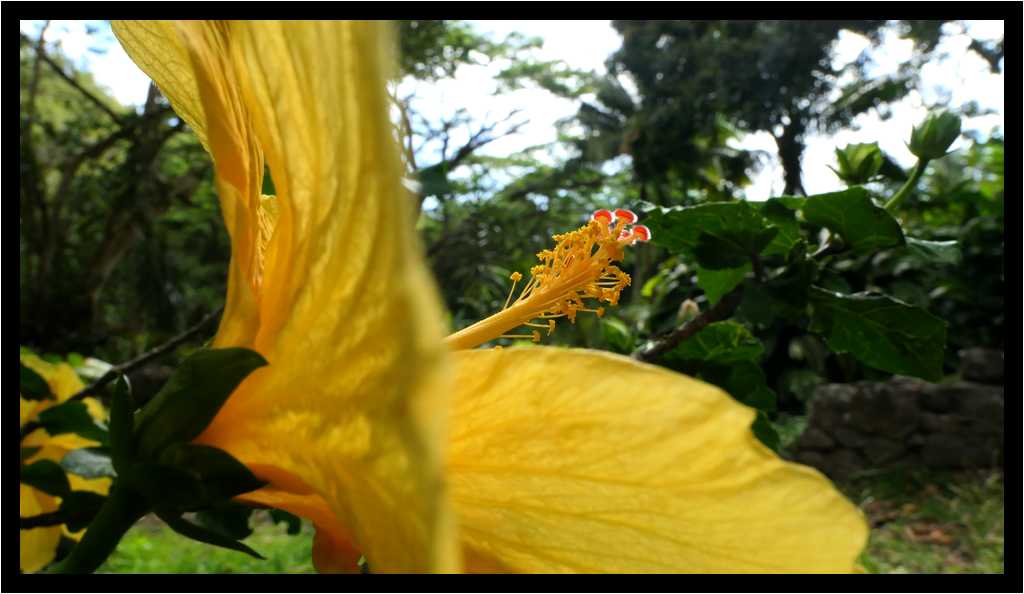 [HabitationCeron19_18-Vegetal-Transparence-Macro-moyen.jpg]
