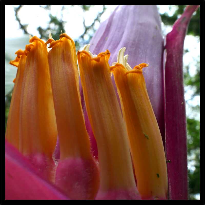 [HabitationCeron19_39-Vegetal-Transparence-Macro-moyen.jpg]