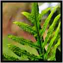 [JardinBotaniqueDeDeshaies14_017-Vegetal-Transparence-Macro-vignette.jpg]