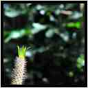 [JardinBotaniqueDeDeshaies14_019-Vegetal-Macro-vignette.jpg]