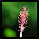 [JardinBotaniqueDeDeshaies14_020-Vegetal-Macro-vignette.jpg]