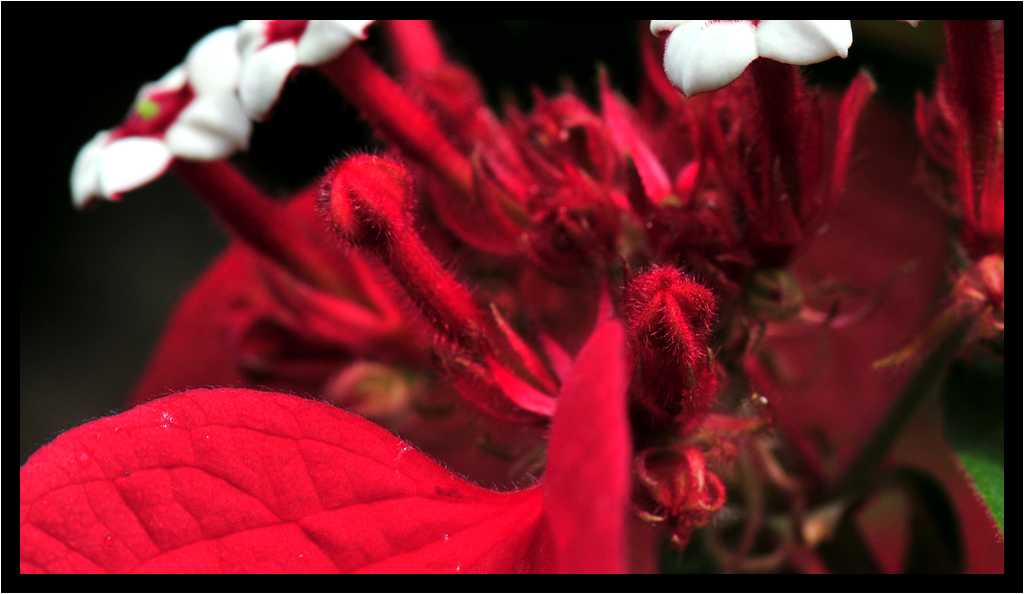 [JardinBotaniqueDeDeshaies14_027-Vegetal-Macro-moyen.jpg]