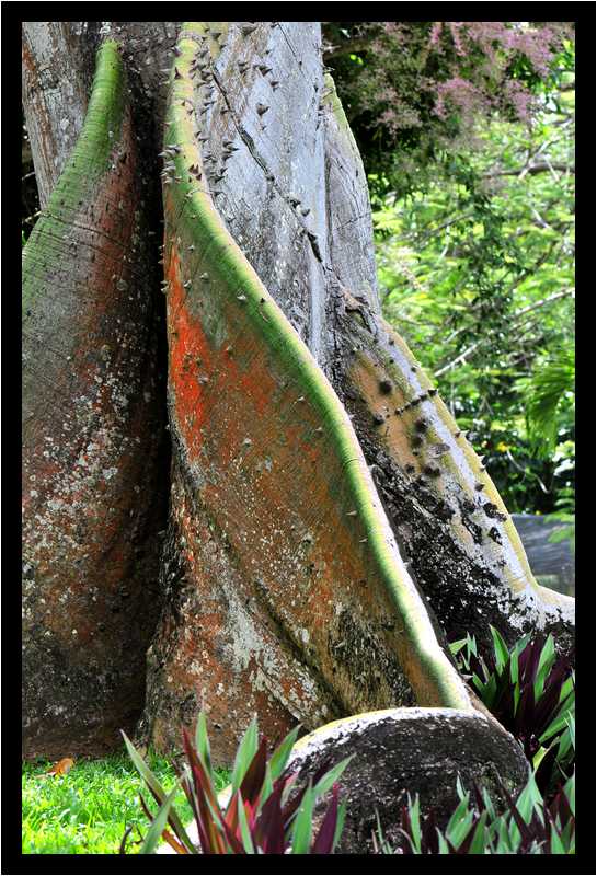 [JardinBotaniqueDeDeshaies14_039-Vegetal-moyen.jpg]