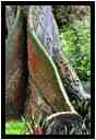 [JardinBotaniqueDeDeshaies14_039-Vegetal-vignette.jpg]