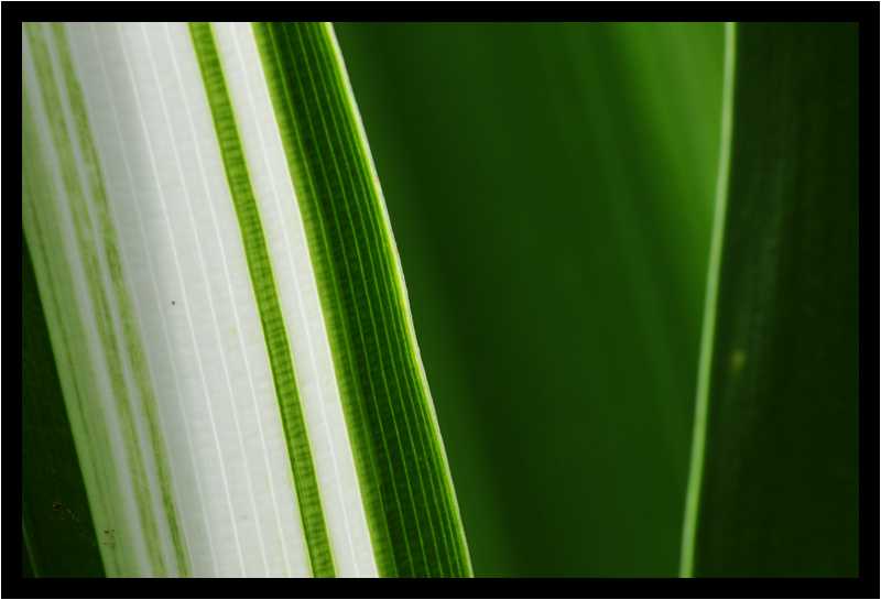 [JardinBotaniqueDeDeshaies14_045-Vegetal-Transparence-Macro-moyen.jpg]