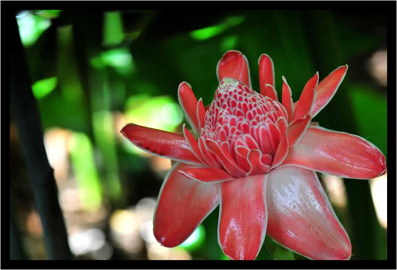 [JardinBotaniqueDeDeshaies14_052-Vegetal-Macro-moyen.jpg]