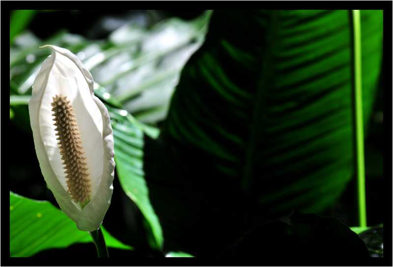 [JardinBotaniqueDeDeshaies14_054-Vegetal-Transparence-Macro-moyen.jpg]