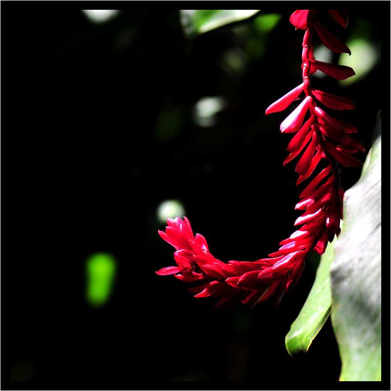 [JardinBotaniqueDeDeshaies14_063-Vegetal-Macro-moyen.jpg]