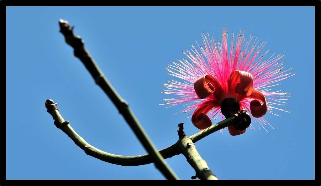 [JardinBotaniqueDeDeshaies14_070-Vegetal-Transparence-Macro-moyen.jpg]