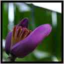[JardinBotaniqueDeDeshaies14_076-Vegetal-Transparence-Macro-vignette.jpg]