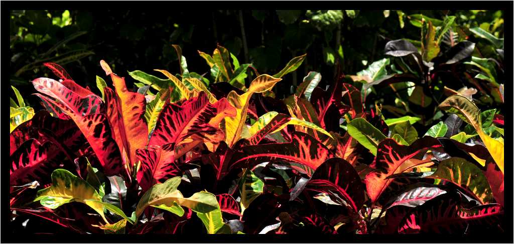 [JardinBotaniqueDeDeshaies14_092-Vegetal-Transparence-moyen.jpg]