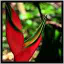 [JardinBotaniqueDeDeshaies14_099-Vegetal-Macro-vignette.jpg]