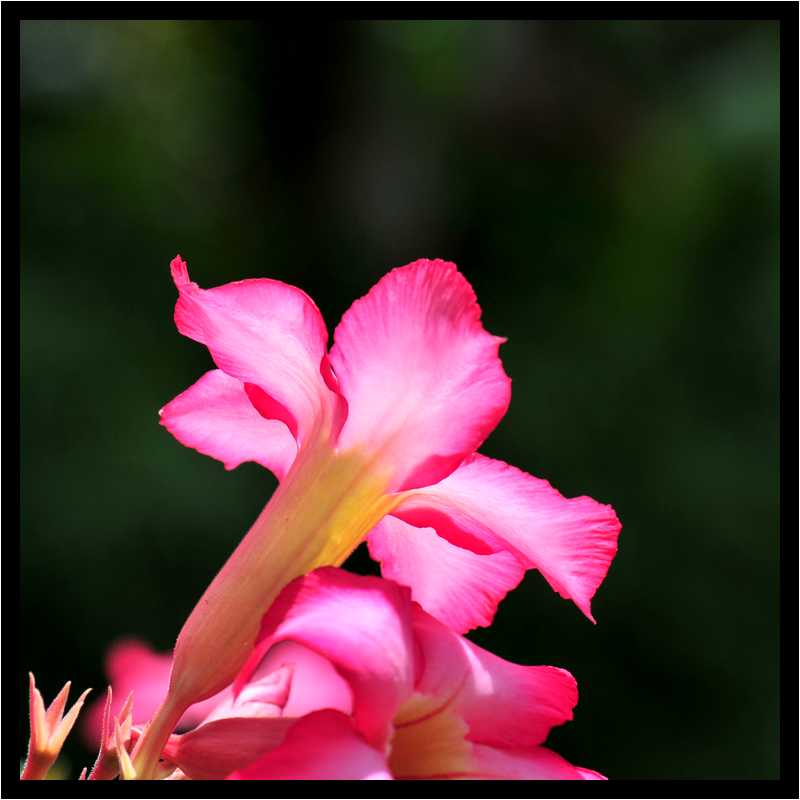 [JardinBotaniqueDeDeshaies14_105-Vegetal-Transparence-Macro-moyen.jpg]