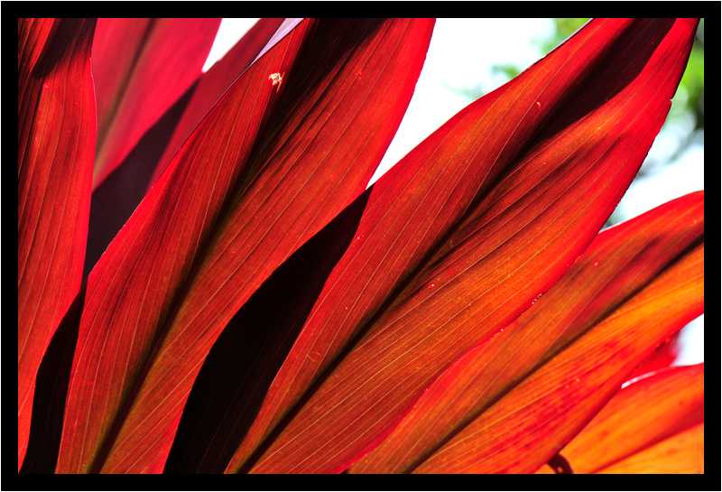 [JardinBotaniqueDeDeshaies14_117-Vegetal-Transparence-Macro-moyen.jpg]