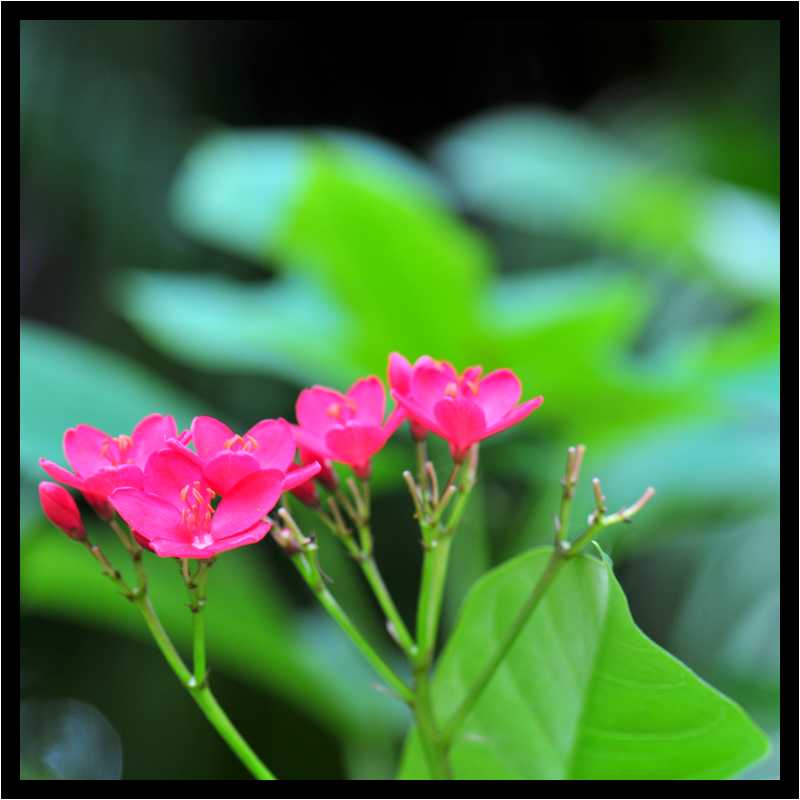 [JardinBotaniqueDeDeshaies14_121-Vegetal-Macro-moyen.jpg]