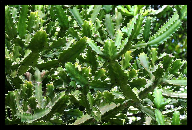 [JardinBotaniqueDeDeshaies14_131-Vegetal-moyen.jpg]