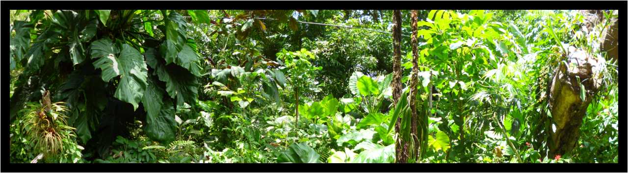 [JardinBotaniqueDeDeshaies14_138-Vegetal-Transparence-Pano-moyen.jpg]