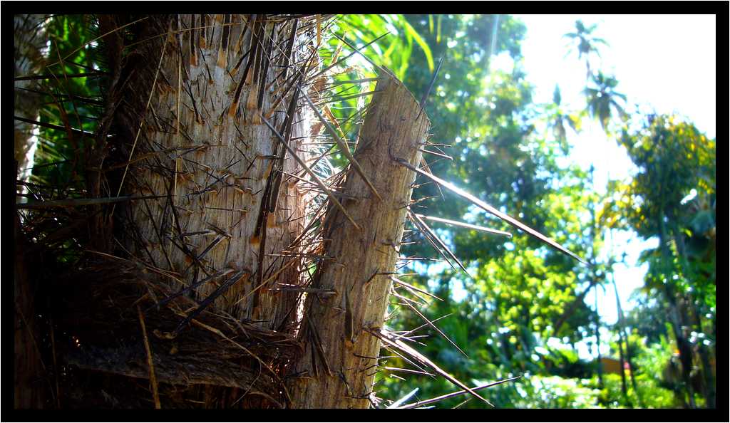 [JardinBotaniqueDuCarbet12_12-Vegetal-Macro-moyen.jpg]