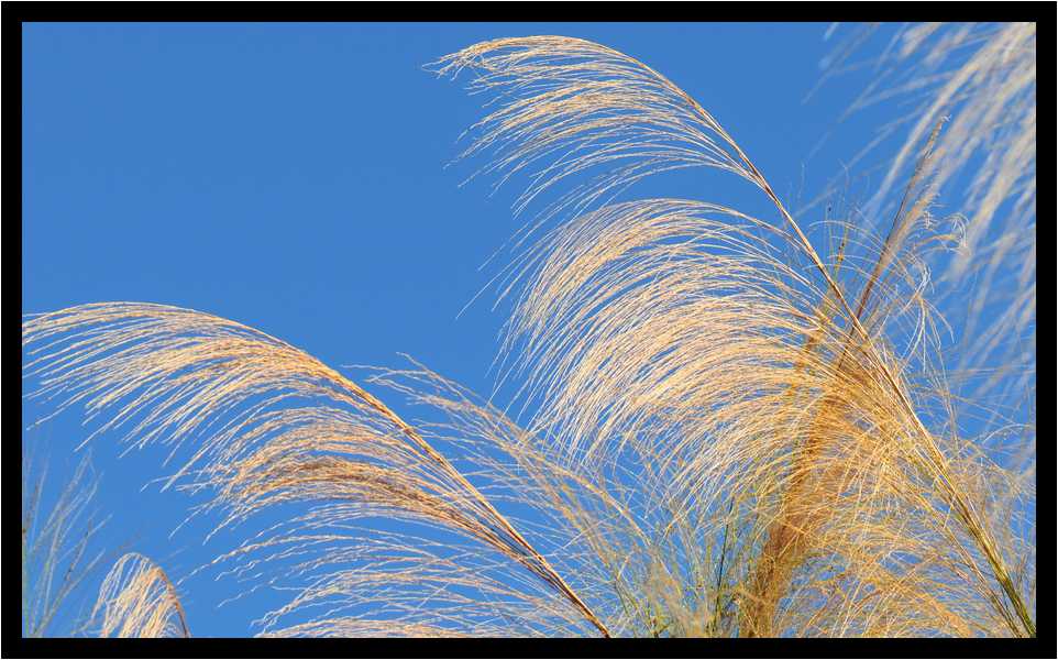 [JardinBotaniqueDuCarbet12_13-Vegetal-moyen.jpg]