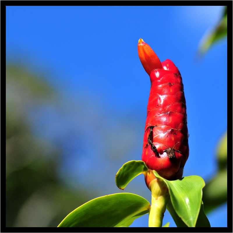 [JardinBotaniqueDuCarbet12_22-Vegetal-Macro-moyen.jpg]