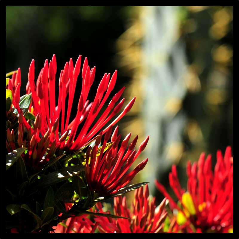 [JardinBotaniqueDuCarbet12_23-Vegetal-Macro-moyen.jpg]