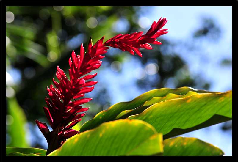[JardinBotaniqueDuCarbet12_24-Vegetal-Macro-moyen.jpg]