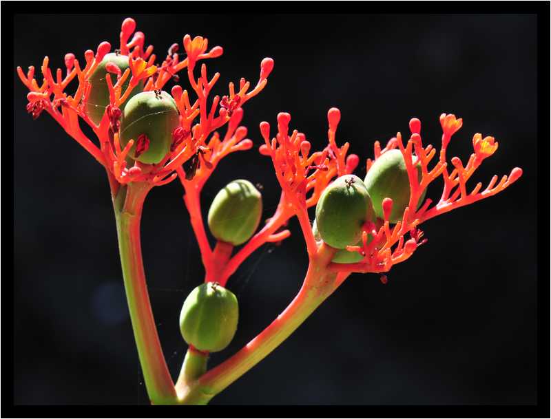 [JardinBotaniqueDuCarbet12_33-Vegetal-Macro-moyen.jpg]