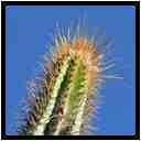 [JardinBotaniqueDuCarbet12_40-Vegetal-Macro-vignette.jpg]