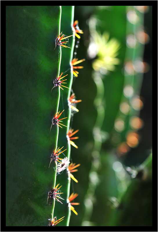 [JardinBotaniqueDuCarbet12_46-Vegetal-Macro-moyen.jpg]