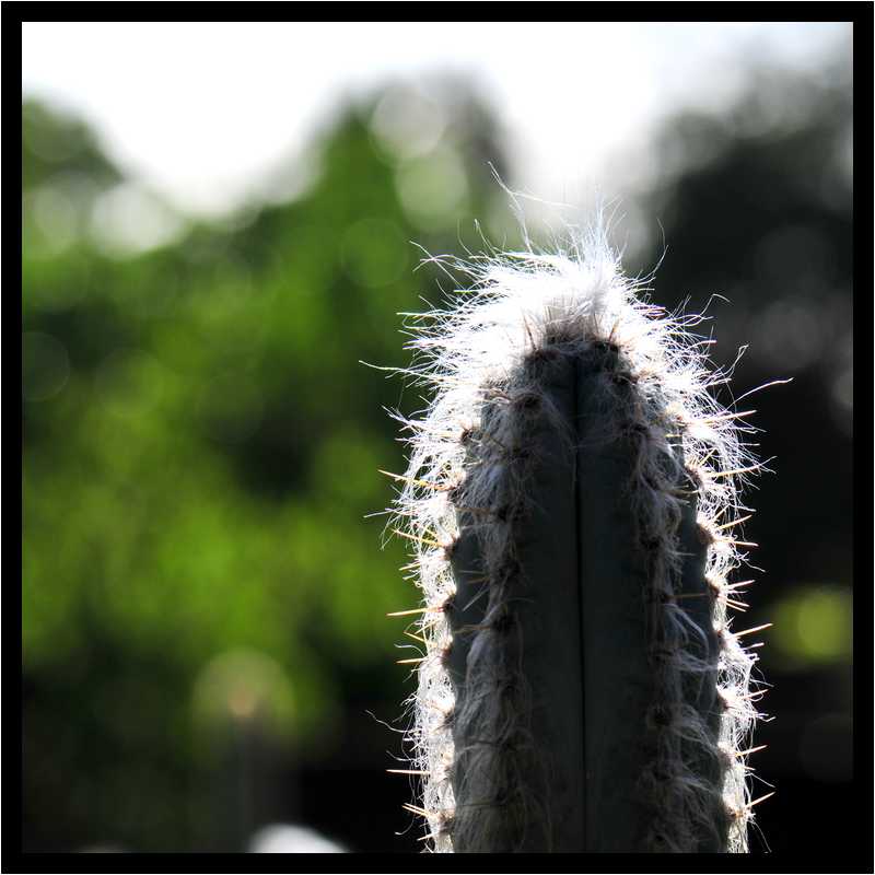 [JardinBotaniqueDuCarbet12_50-Vegetal-Transparence-Macro-moyen.jpg]