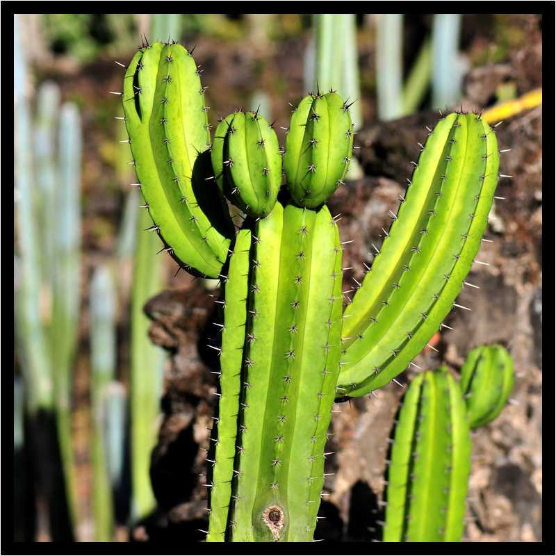 [JardinBotaniqueDuCarbet12_52-Vegetal-moyen.jpg]