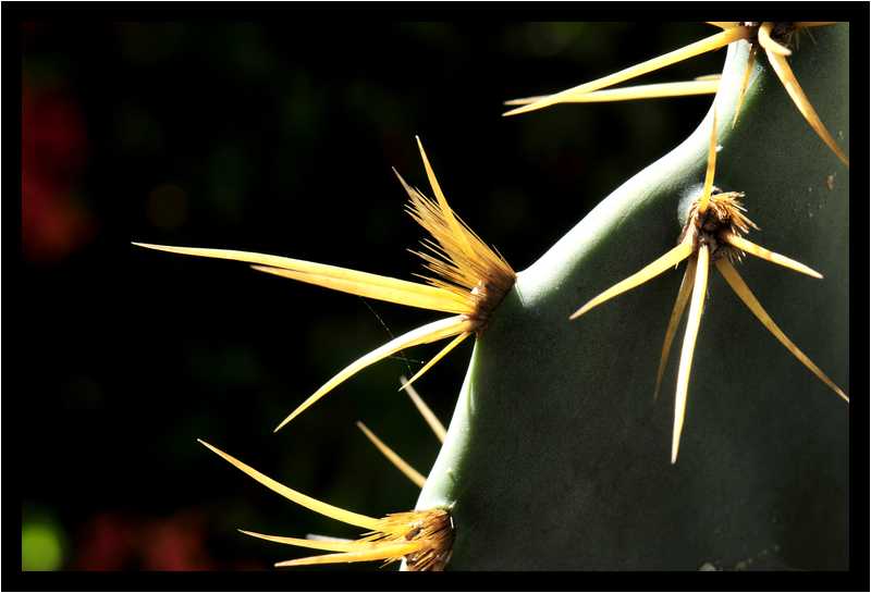 [JardinBotaniqueDuCarbet12_58-Vegetal-Macro-moyen.jpg]