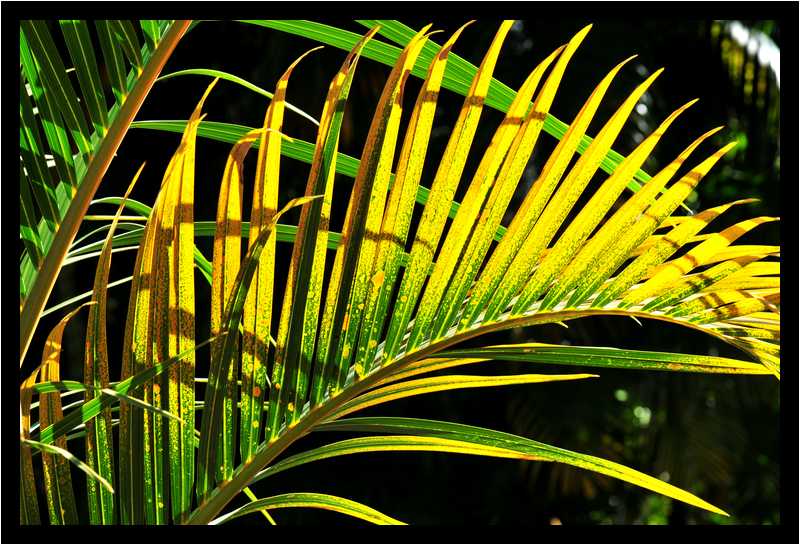 [JardinBotaniqueDuCarbet12_59-Vegetal-Transparence-moyen.jpg]