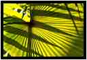 [JardinBotaniqueDuCarbet12_67-Vegetal-Transparence-Macro-vignette.jpg]