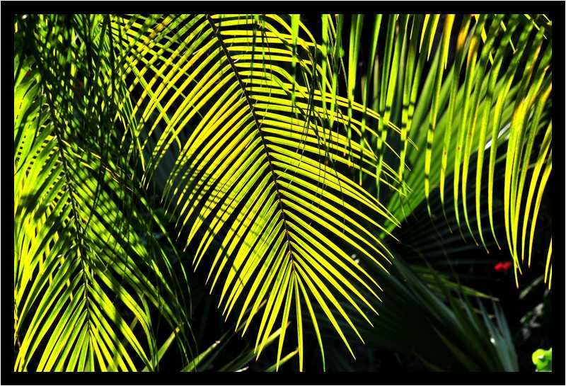 [JardinBotaniqueDuCarbet12_70-Vegetal-Transparence-moyen.jpg]