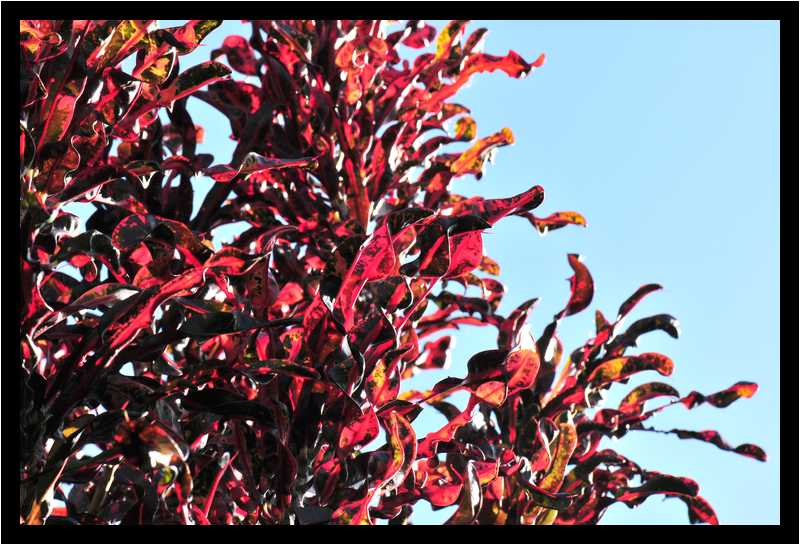 [JardinBotaniqueDuCarbet12_77-Vegetal-Transparence-moyen.jpg]