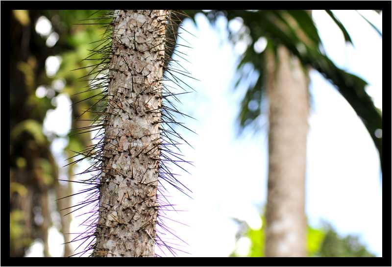 [JardinDeBalata12_035-Vegetal-moyen.jpg]